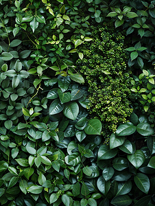 植物美丽的绿叶和不同的树篱和墙壁