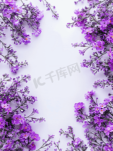 边框几何小清新摄影照片_白色背景上镶有紫色花朵的平躺顶视图
