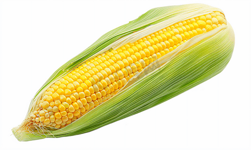孤立在白色背景上的单穗玉米