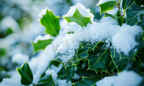 春季的叶子摄影照片_冬青灌木绿叶上融化的雪