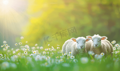 绵羊气泡摄影照片_羔羊和绵羊绿草