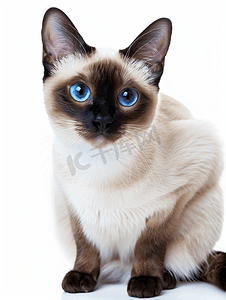 一只友善的暹罗猫有着漂亮的淡蓝色眼睛
