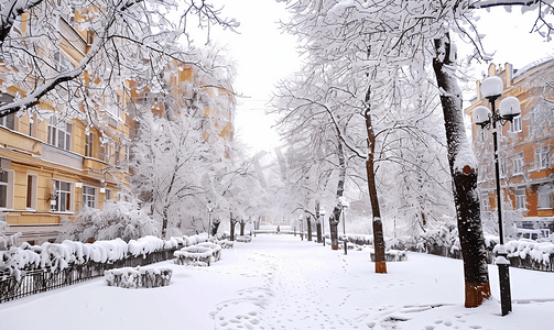覆盖的摄影照片_冬天白雪覆盖的城市花园里的树木