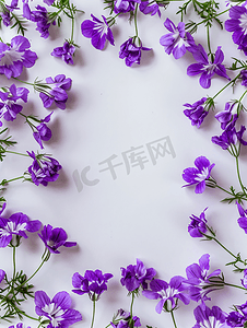 花朵装饰叶子摄影照片_白色背景上镶有紫色花朵的平躺顶视图