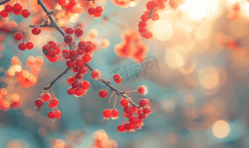 晚春时分红色的北极星树樱桃挂在树枝上