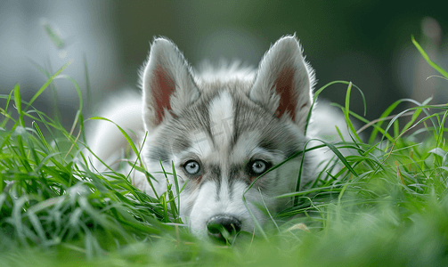 八周大的阿拉斯加雪橇犬幼崽透过草丛望去