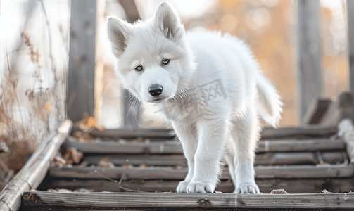 珍贵的阿拉斯加雪橇犬幼崽站在木楼梯上