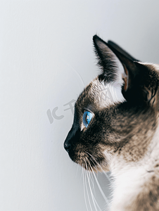 蓝眼睛灰色和奶油色短毛暹罗猫