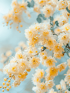 树花摄影照片_春天盛开的金合欢树花