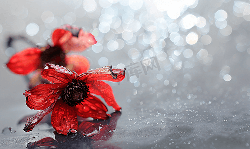 红色花卉摄影照片_模糊闪亮的闪闪发光的灰色背景上的红色干花封面设计贺卡