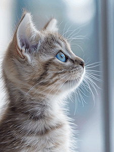 奶油色和灰色小猫的淡蓝色眼睛