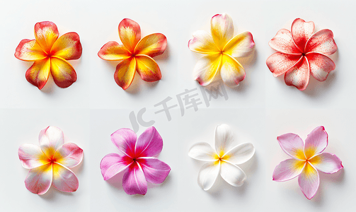 字母数字摄影照片_由热带花卉鸡蛋花制成的一组数字孤立在白色