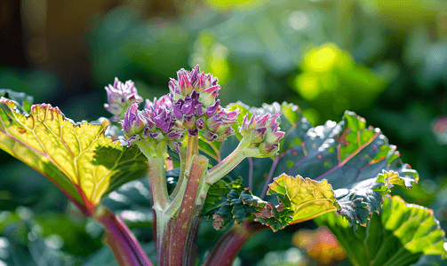 花园里的紫色和绿色大黄植物开始成熟