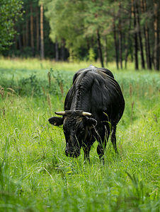 一头黑牛在绿草田里吃草