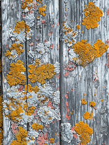 树木纹理背景摄影照片_旧木板上的多彩多姿的地衣特写自然背景