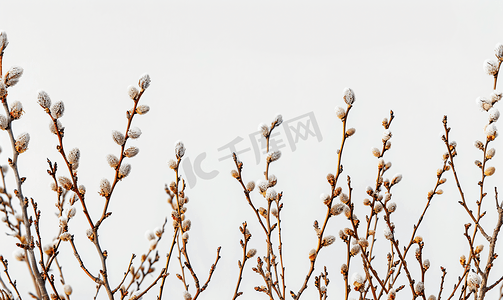 具有干燥桤木枝和柔荑花的抽象白色背景