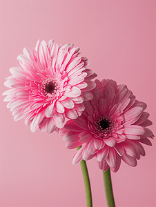 两朵粉红色的巴伯顿雏菊