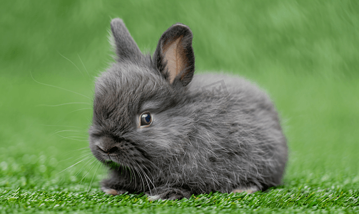 天然绿色背景上一只毛茸茸的灰兔的耳朵肖像