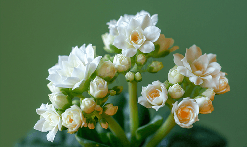 白花迷你长寿花植物选择性焦点