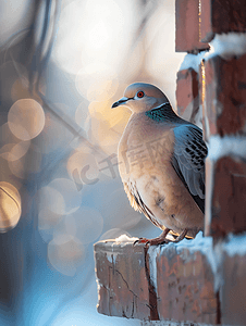 鸟筑巢摄影照片_哀鸽栖息在砖窗台上
