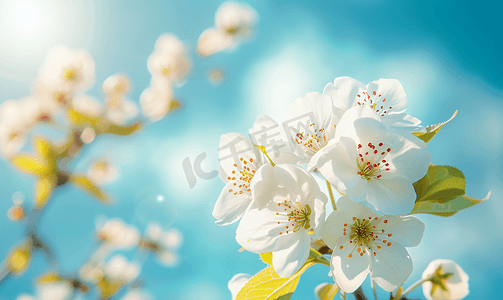 蓝天背景下的春花特写花树梨花