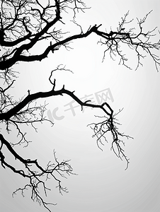 植物纹理线条摄影照片_秃树枝的黑色剪影万圣节背景黑色和白色
