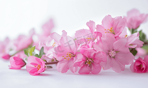 韦格尔美丽的粉红色花朵