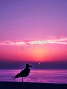 海上日落时的丁香粉紫色天空和鸟的轮廓