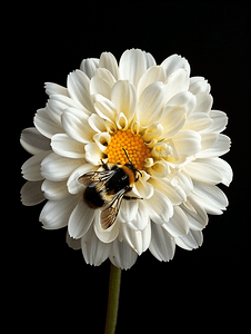 白色美丽菊花上的蜜蜂宏黑色背景复制空间