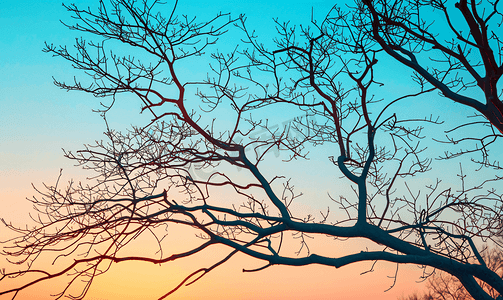 在蓝色的夕阳天空背景下一棵优美的树上没有叶子的树枝