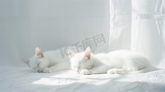 两只小猫在床上睡觉图片