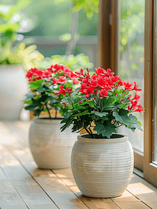 盆栽红八角西安花简单种植装饰泰国房子