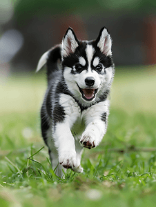 甜美的黑白相间的阿拉斯加雪橇犬小狗在草丛中奔跑