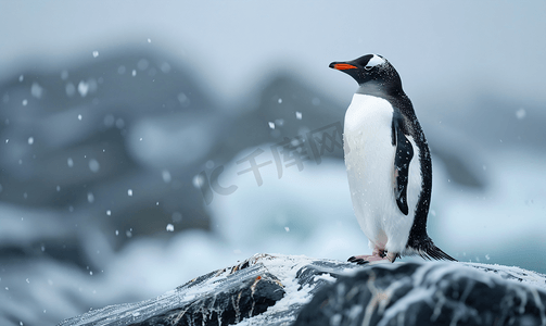 寒冷的天气里可爱的企鹅站在岩石上