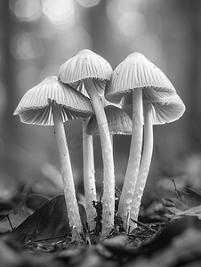 森林地面上一组黑白蘑菇