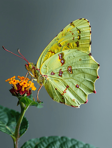 花朵上的斑驳移民蝴蝶