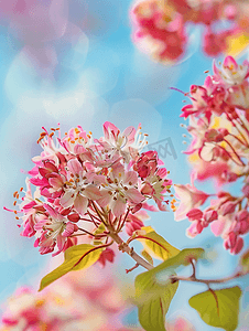 五月开花摄影照片_春天的红色七叶树花