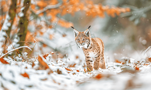 欧亚山猫幼崽站在雪地冬季色彩缤纷的森林里