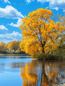 秋天的风景黄树蓝天和秋天的湖泊自然风光