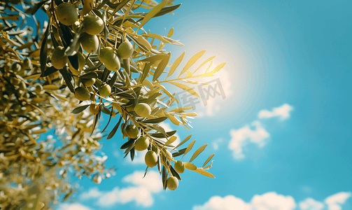 阳光明媚的日子里蓝天衬托下的绿橄榄树