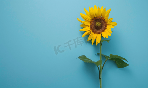 蓝色木板背景摄影照片_在蓝色背景顶视图的向日葵花