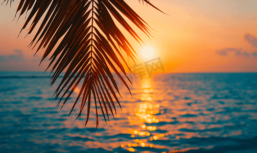 海上日落背景下棕榈叶的轮廓