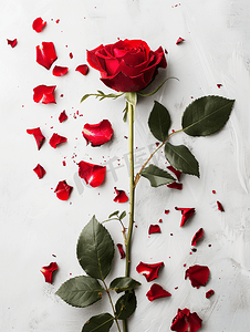 一朵美丽的红玫瑰切成碎片