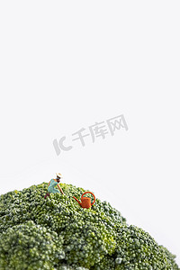 蔬菜蓝素材图片摄影照片_西兰花青花菜图片素材