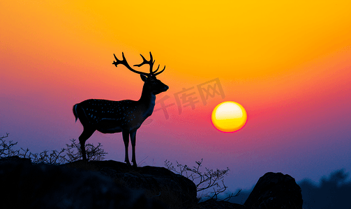 鹿茸片血片摄影照片_黇鹿剪影与多彩的日落