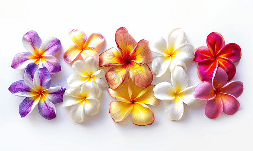 强者字体摄影照片_由热带花卉鸡蛋花制成的一组数字孤立在白色