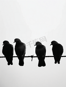 天空飞的鸟摄影照片_鸽子坐在电线上鸟的剪影鸟坐在一排