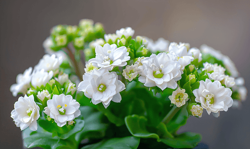 白花迷你长寿花植物选择性焦点