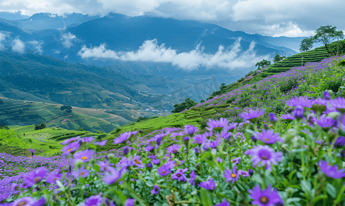 紫色弥散光摄影照片_绿色山谷和白云背景下的紫色花朵景观