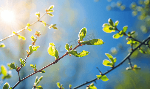 春天在森林里有赤杨树的芽和树枝背景是明亮的蓝天